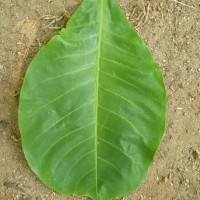 Terminalia catappa L.